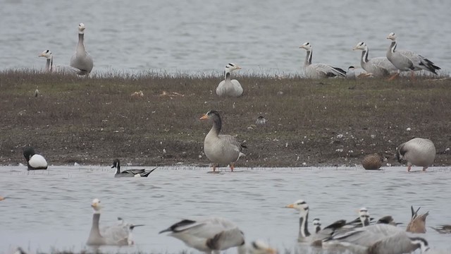 Bar-headed x Graylag Goose (hybrid) - ML310005351