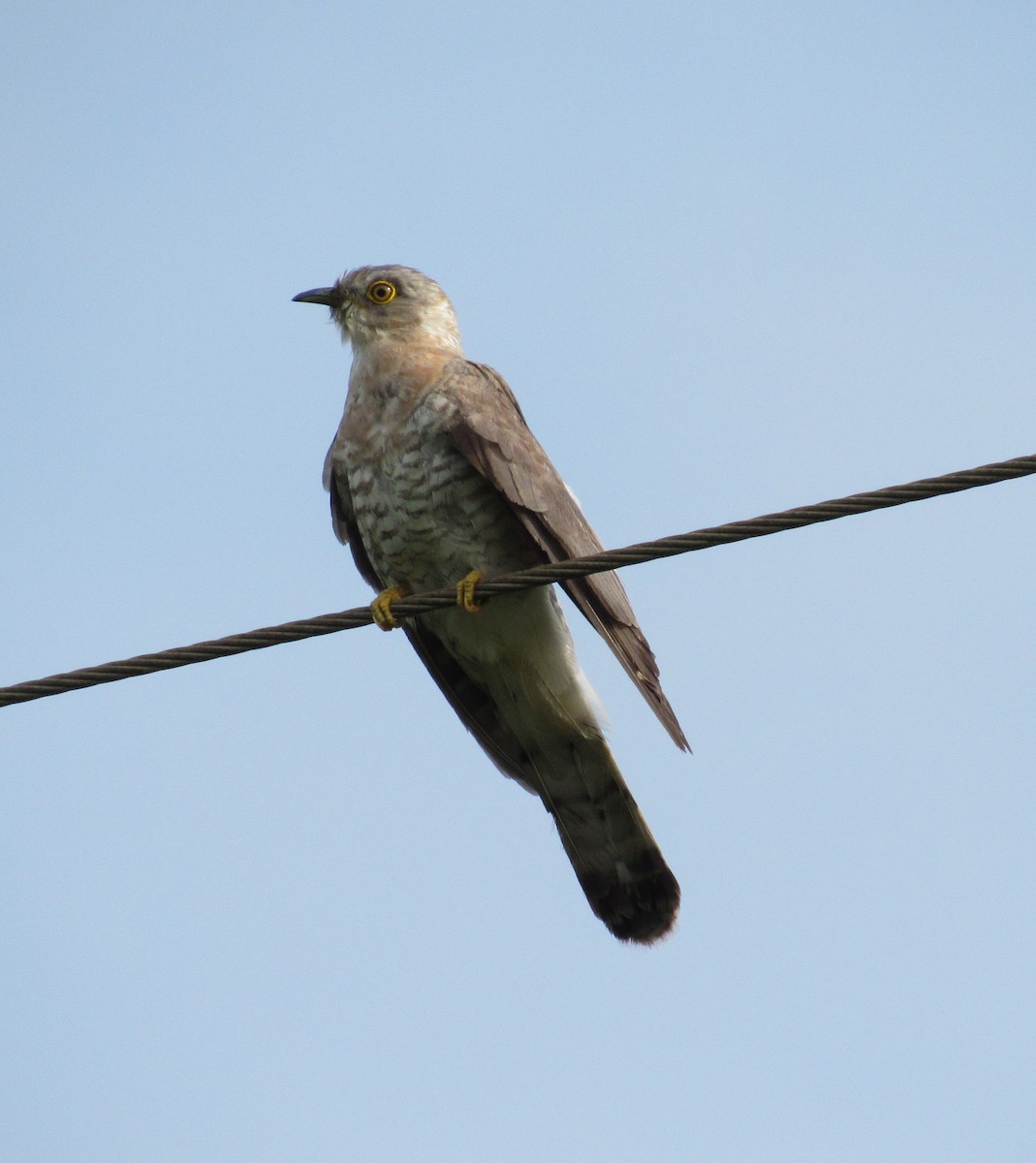 Common Hawk-Cuckoo - Sandhya Lenka