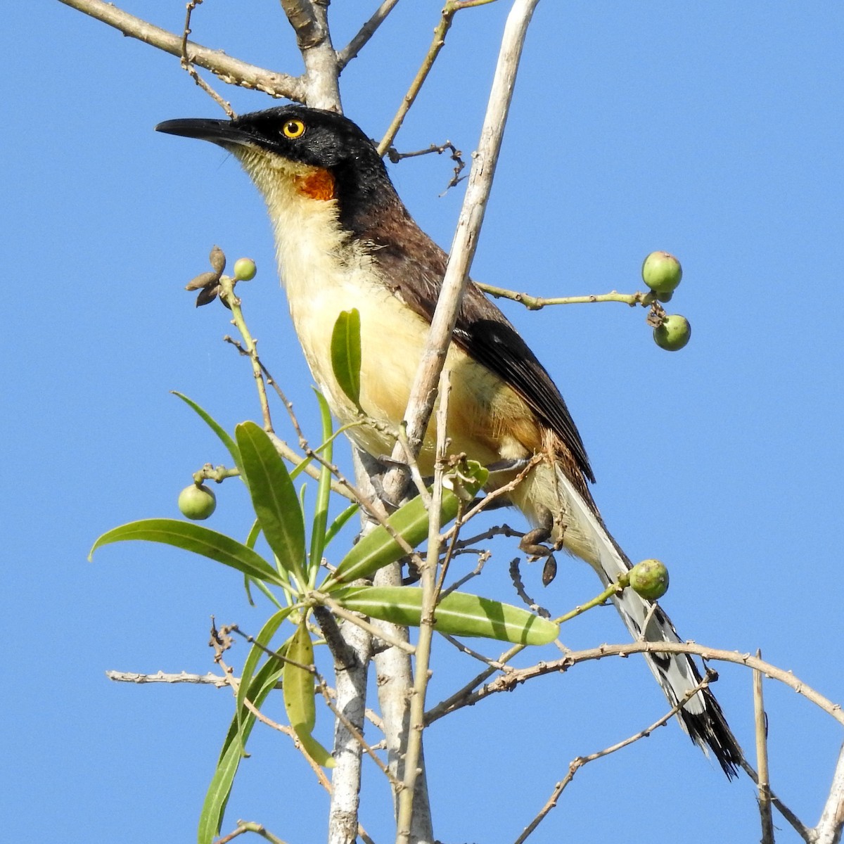 Black-capped Donacobius - Edgar Romero