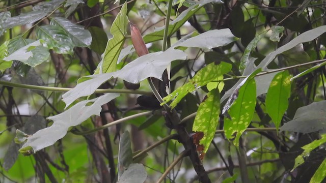 Spot-winged Antbird - ML310006321