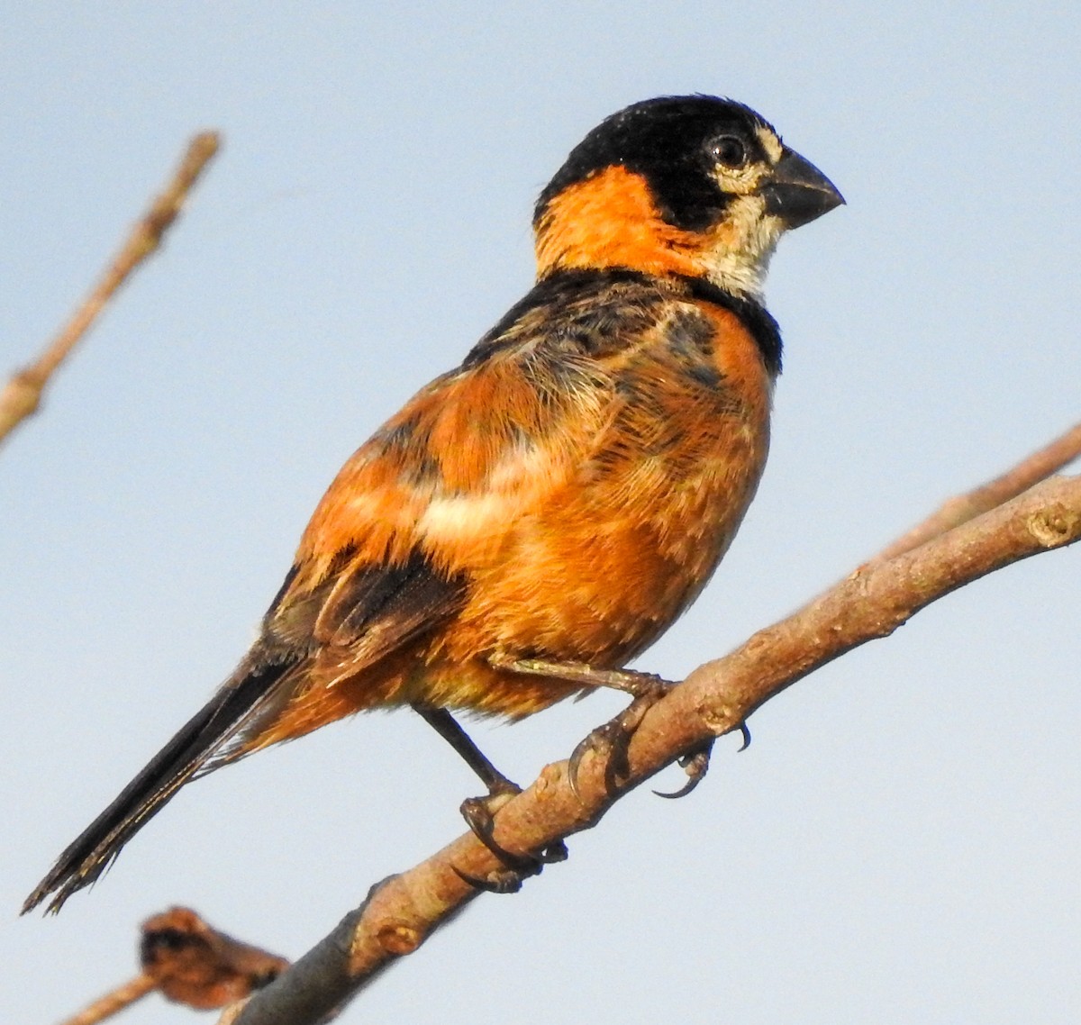 Rusty-collared Seedeater - ML310006501