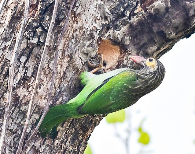 Brown-headed Barbet - ML310006531