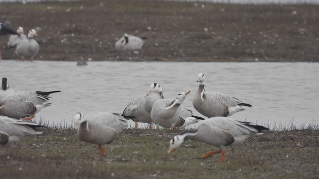 Bar-headed Goose - ML310006541