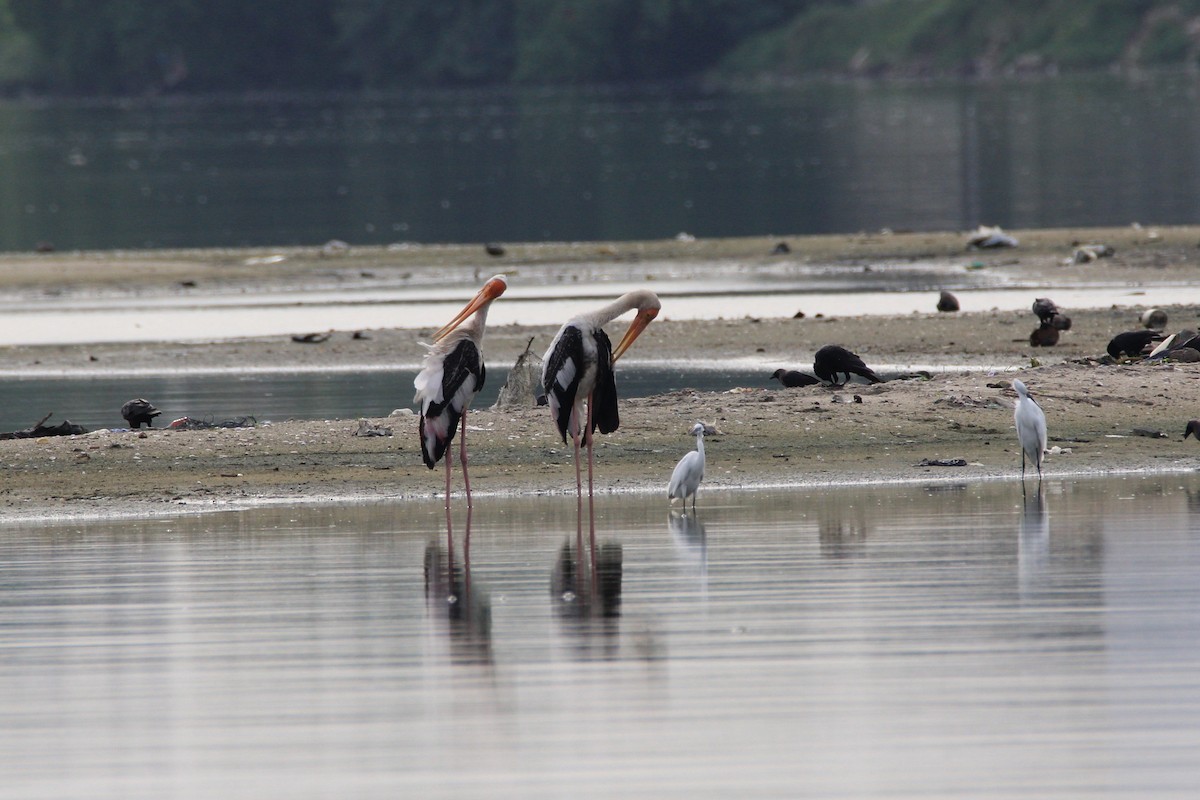 Painted Stork - ML31000921