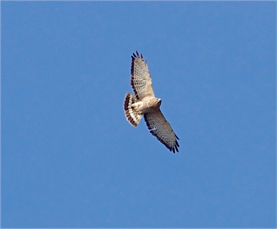 Broad-winged Hawk - ML31000941