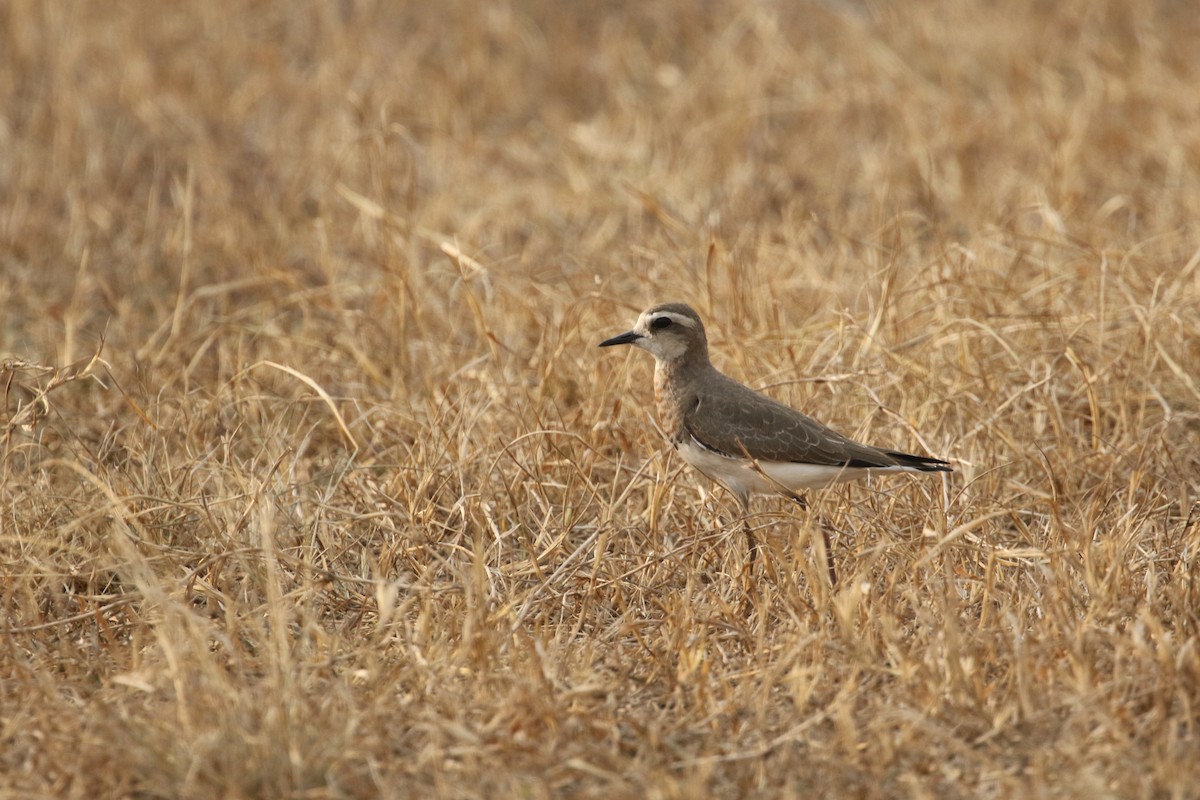 Caspian Plover - ML310009851