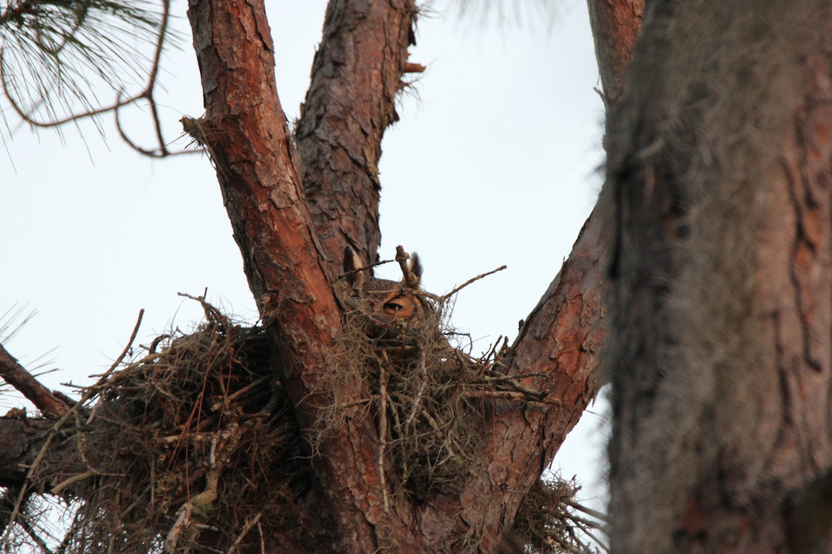 Great Horned Owl - ML310010041