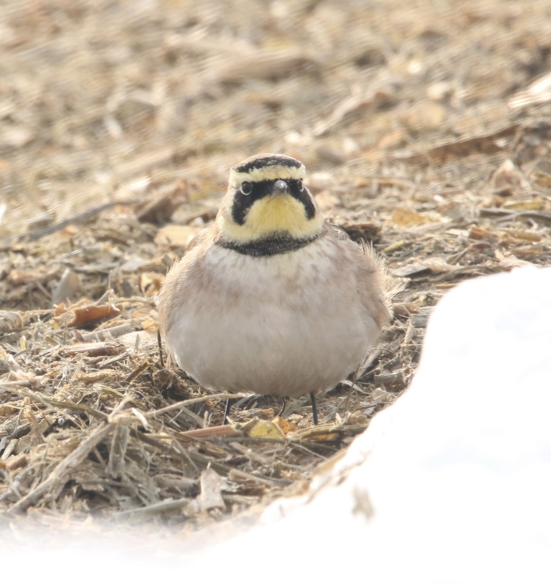 Horned Lark - ML310011511