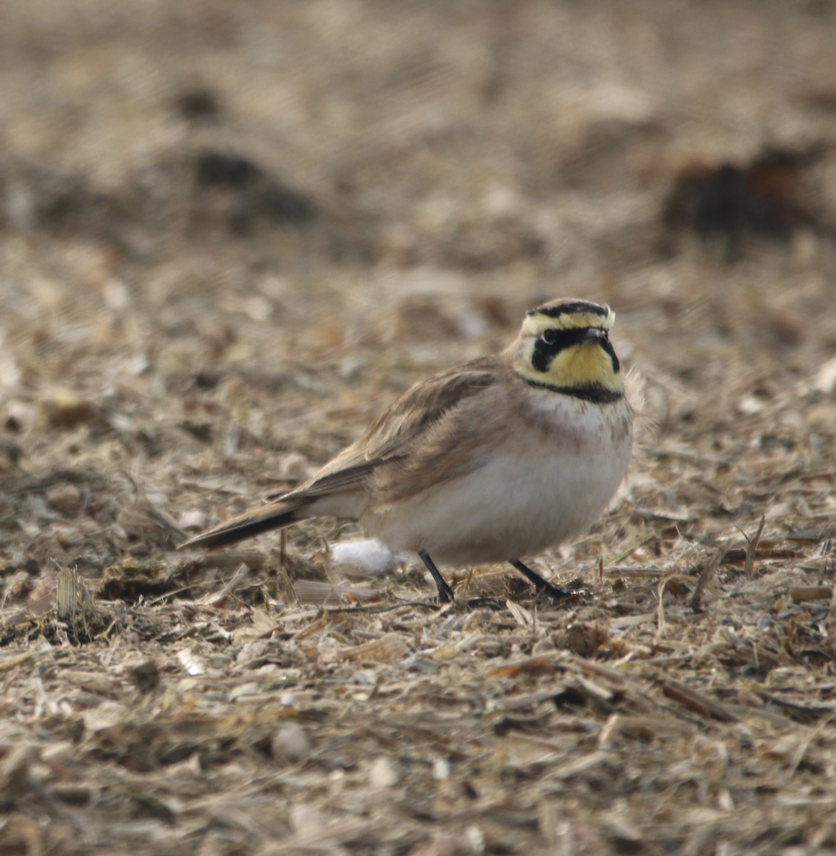 Horned Lark - ML310011531