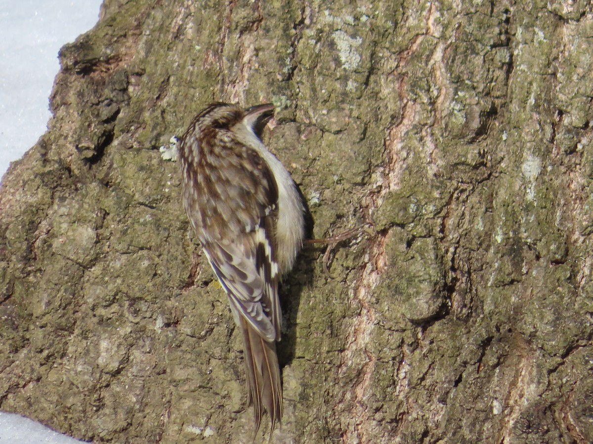 Brown Creeper - Ken Clark