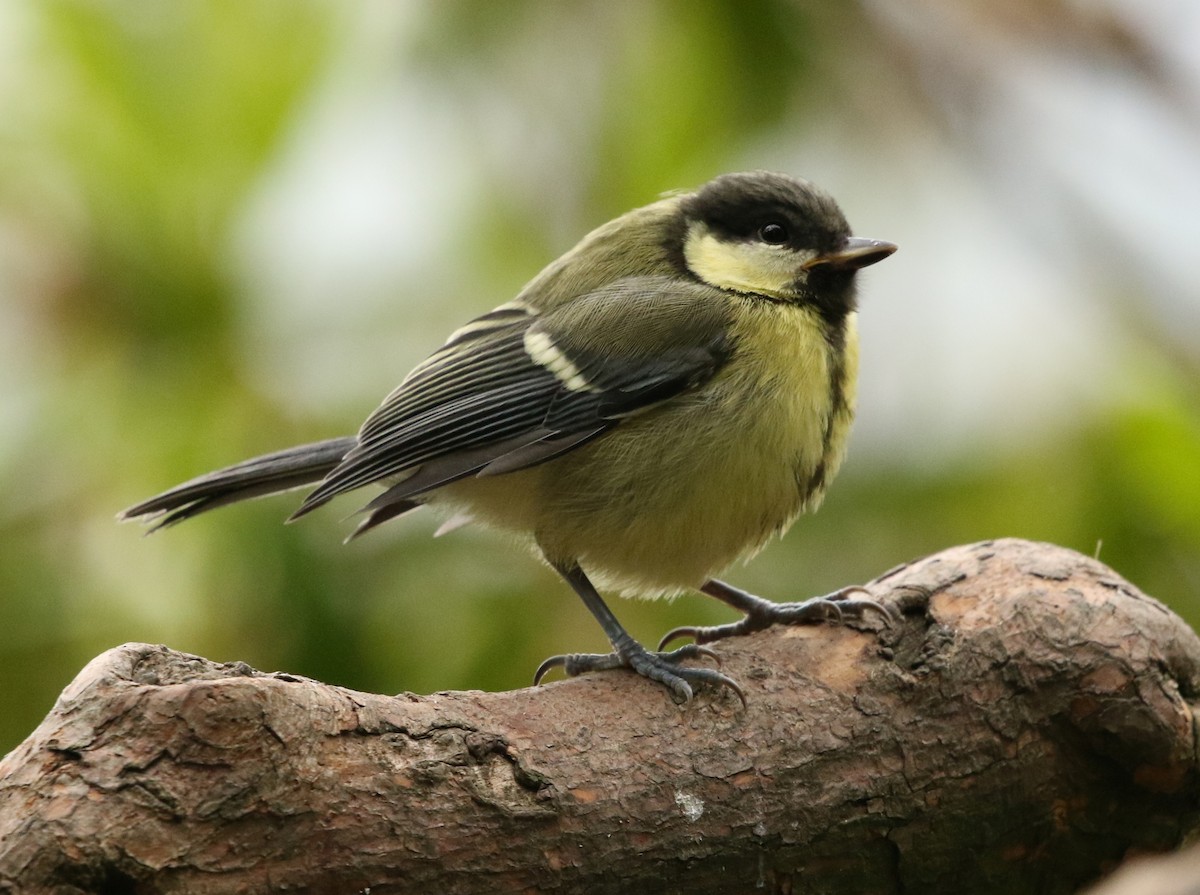 Great Tit - David Ongley