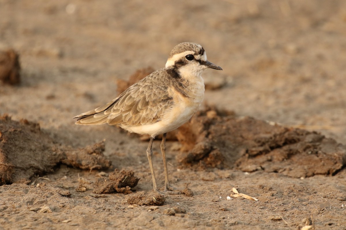 Kittlitz's Plover - ML310012481