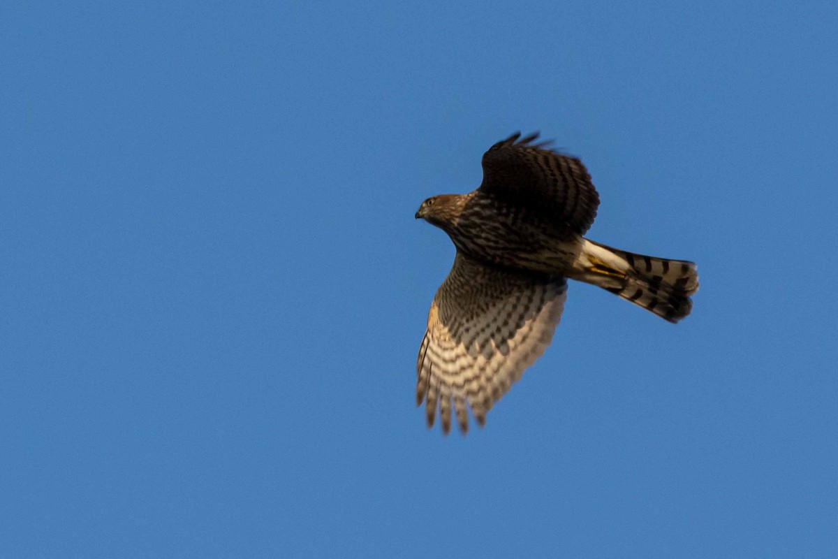 Sharp-shinned Hawk - ML310012551