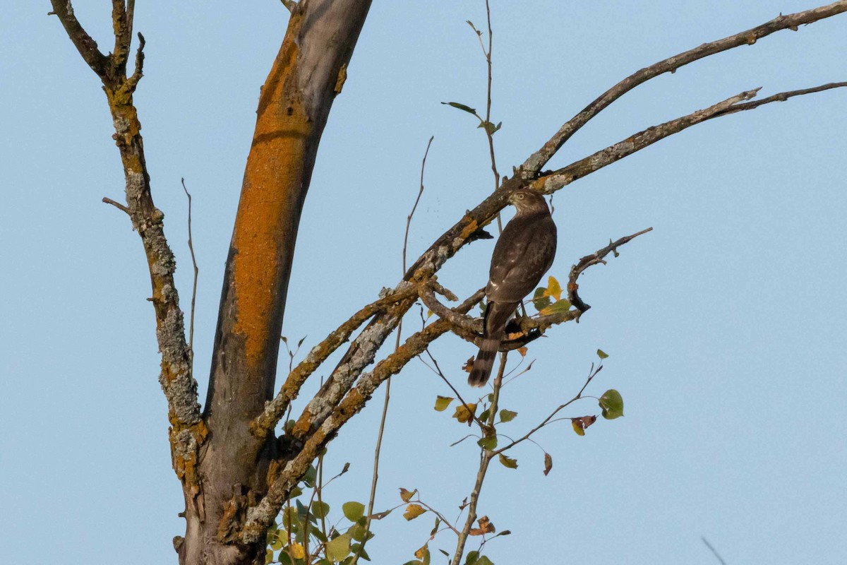 Sharp-shinned Hawk - ML310012561
