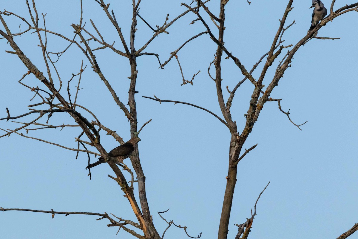 Sharp-shinned Hawk - ML310012581