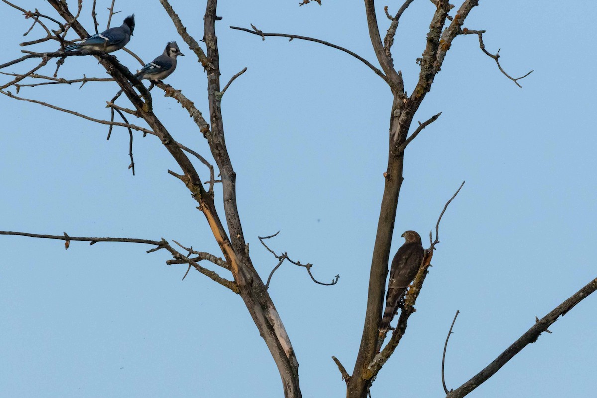 Sharp-shinned Hawk - ML310012591