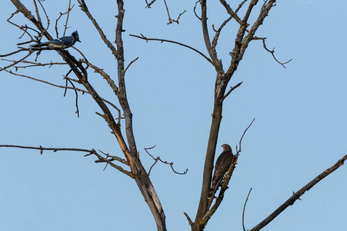 Sharp-shinned Hawk - ML310012601