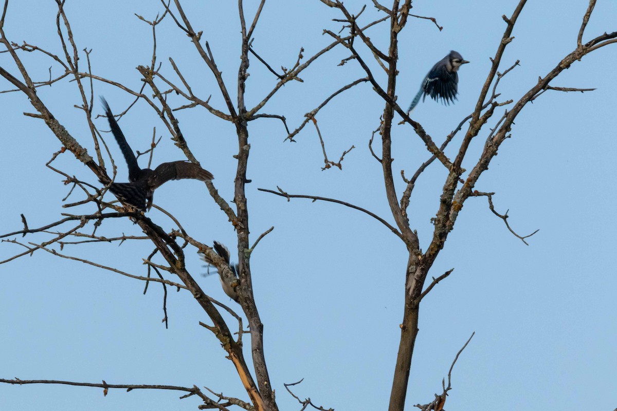 Sharp-shinned Hawk - ML310012611