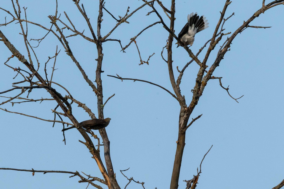 Sharp-shinned Hawk - ML310012621