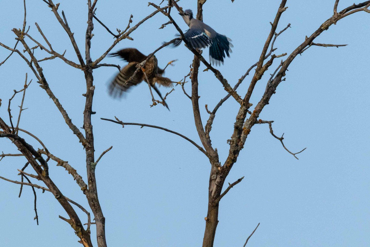 Sharp-shinned Hawk - ML310012631