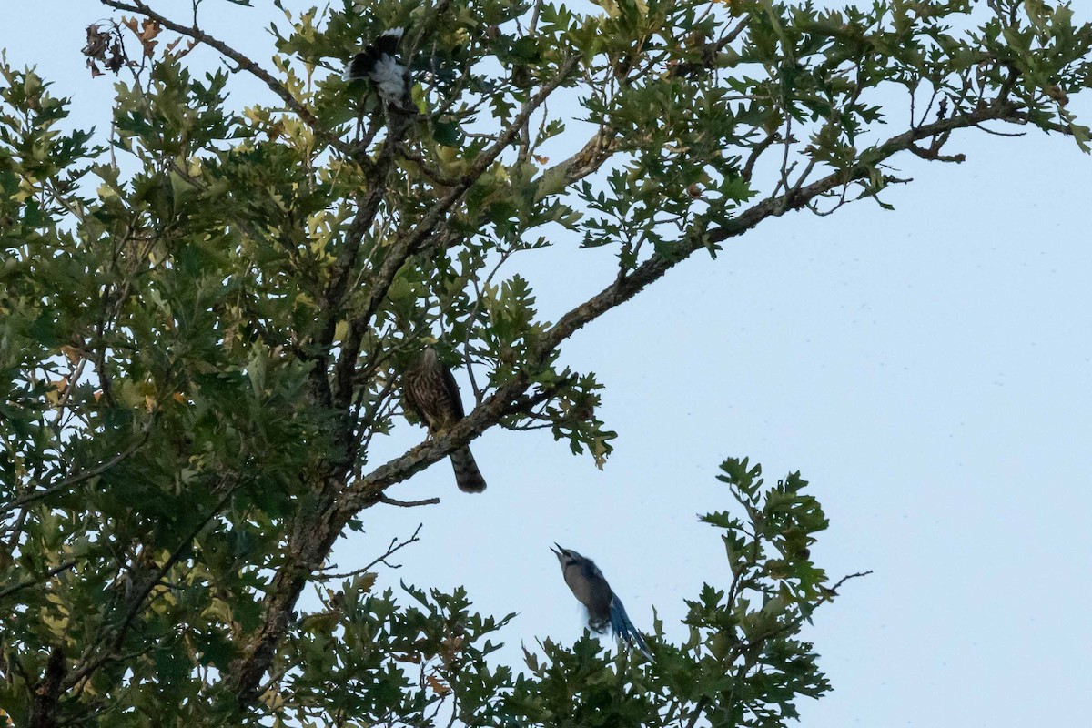Sharp-shinned Hawk - ML310012641