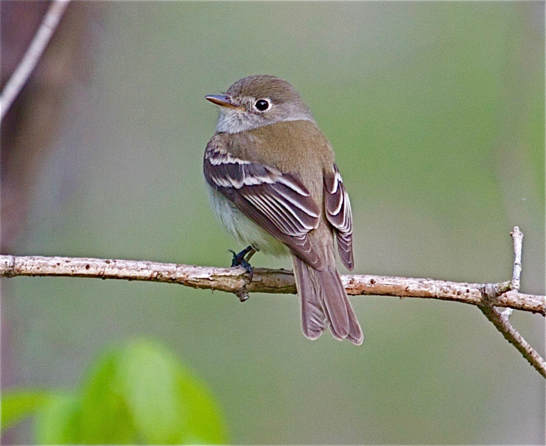 Least Flycatcher - Karl Overman