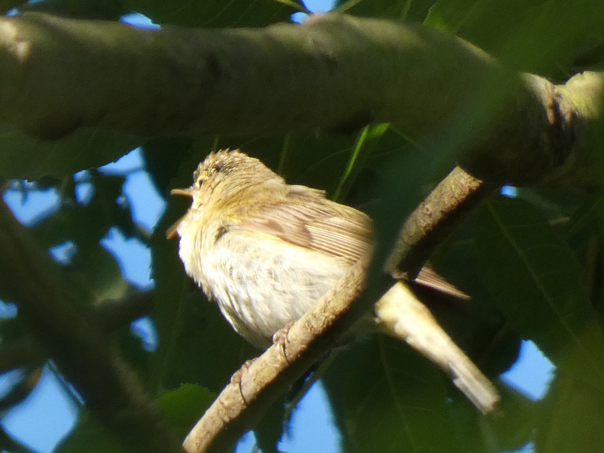 Iberian Chiffchaff - ML310014231