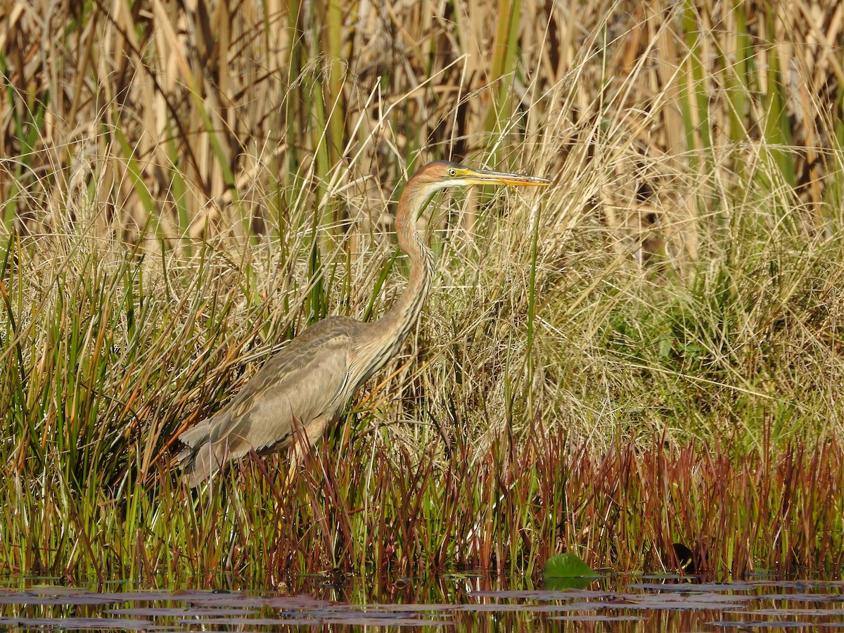 Purple Heron - ML310014561