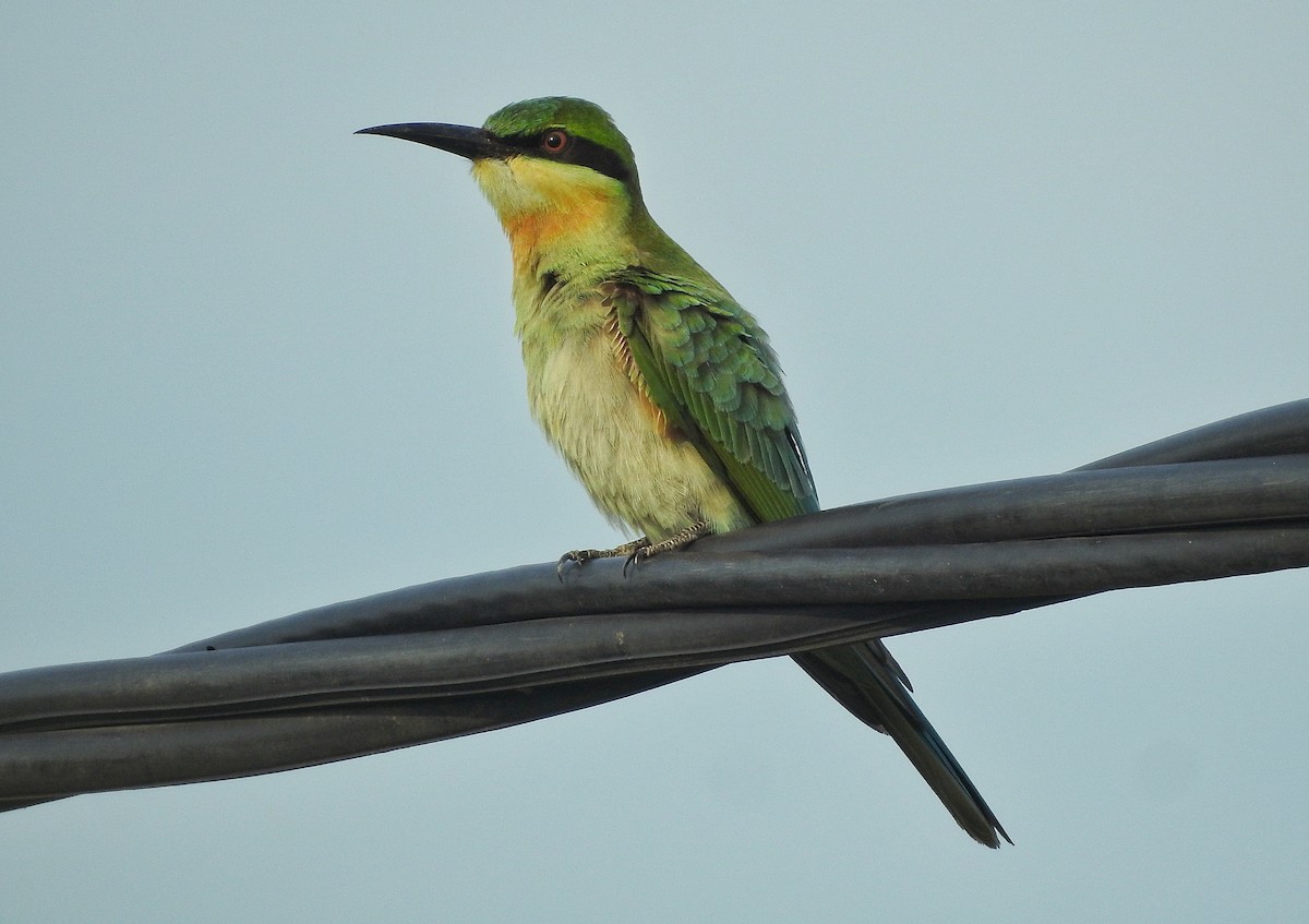 Blue-tailed Bee-eater - ML310014811