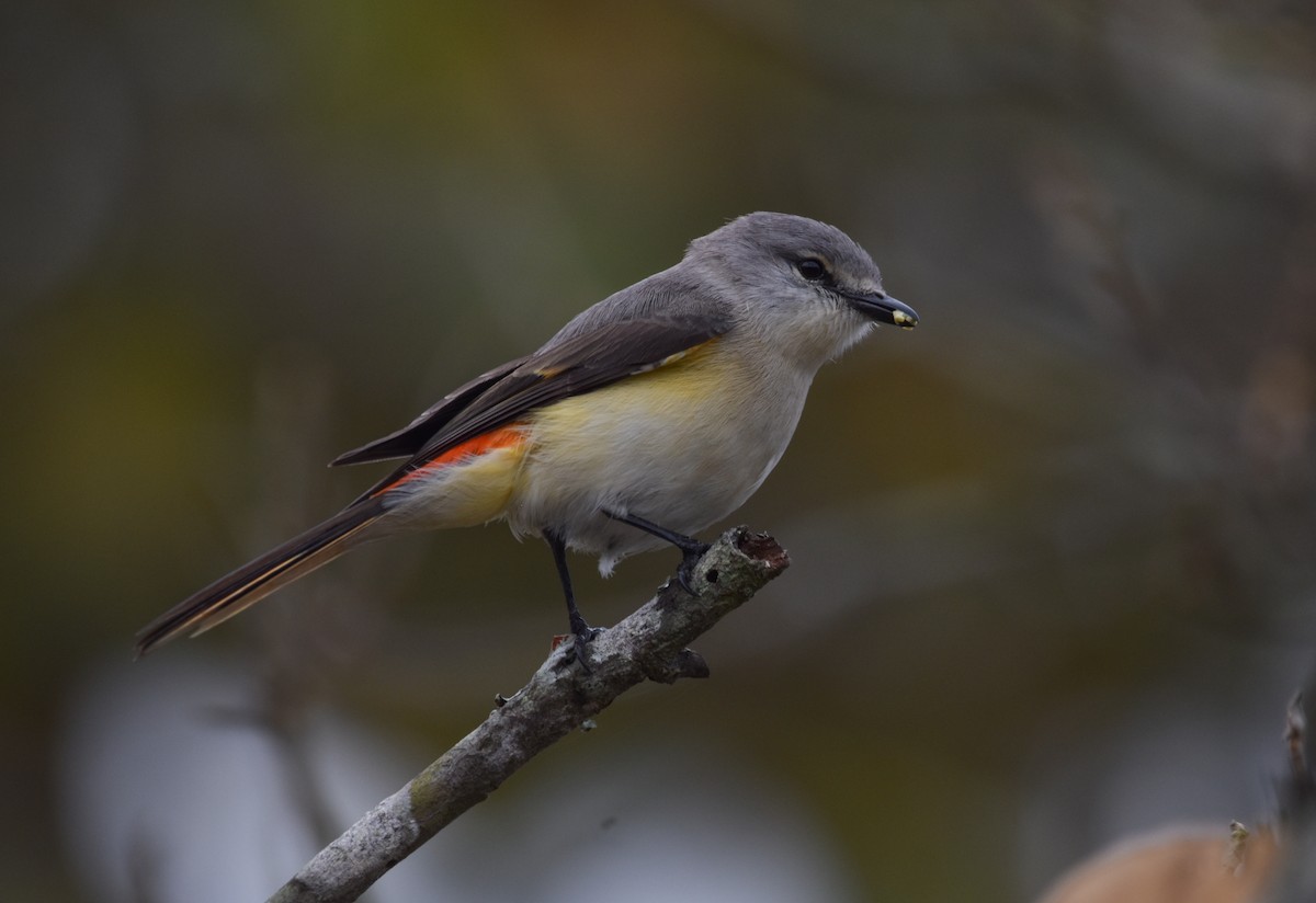 Minivet oranor - ML310016121