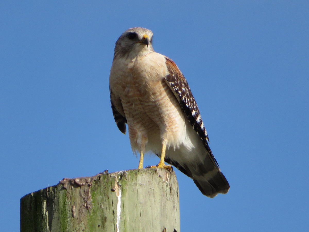 Red-shouldered Hawk - ML310016251