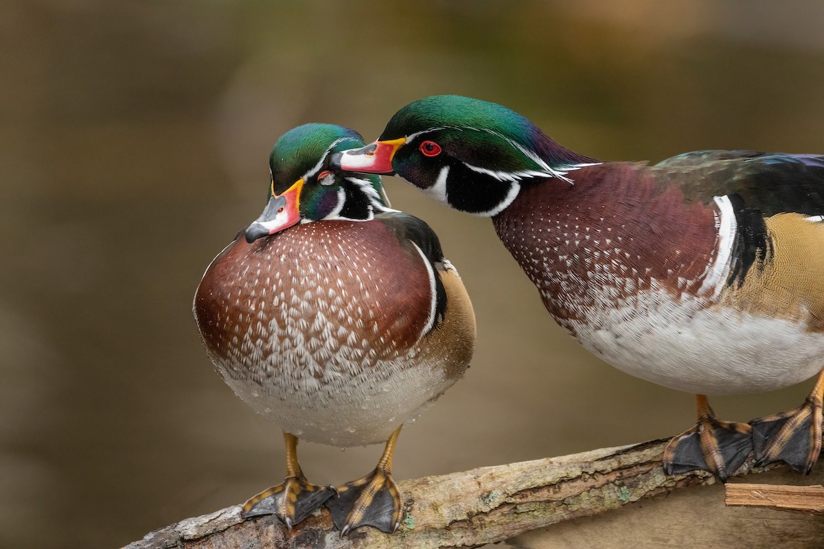 Wood Duck - ML310017821