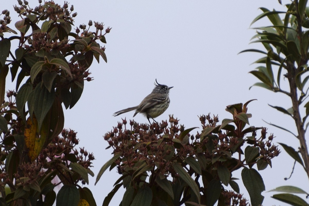 Tufted Tit-Tyrant - ML31001821