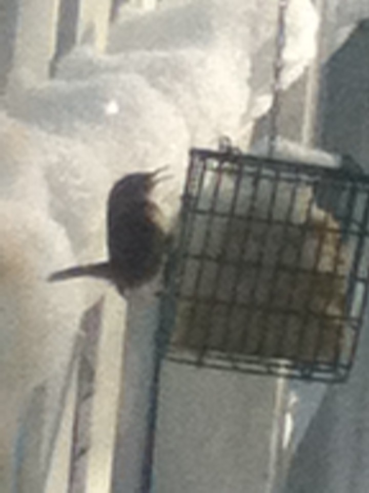 Carolina Wren - ML310020341