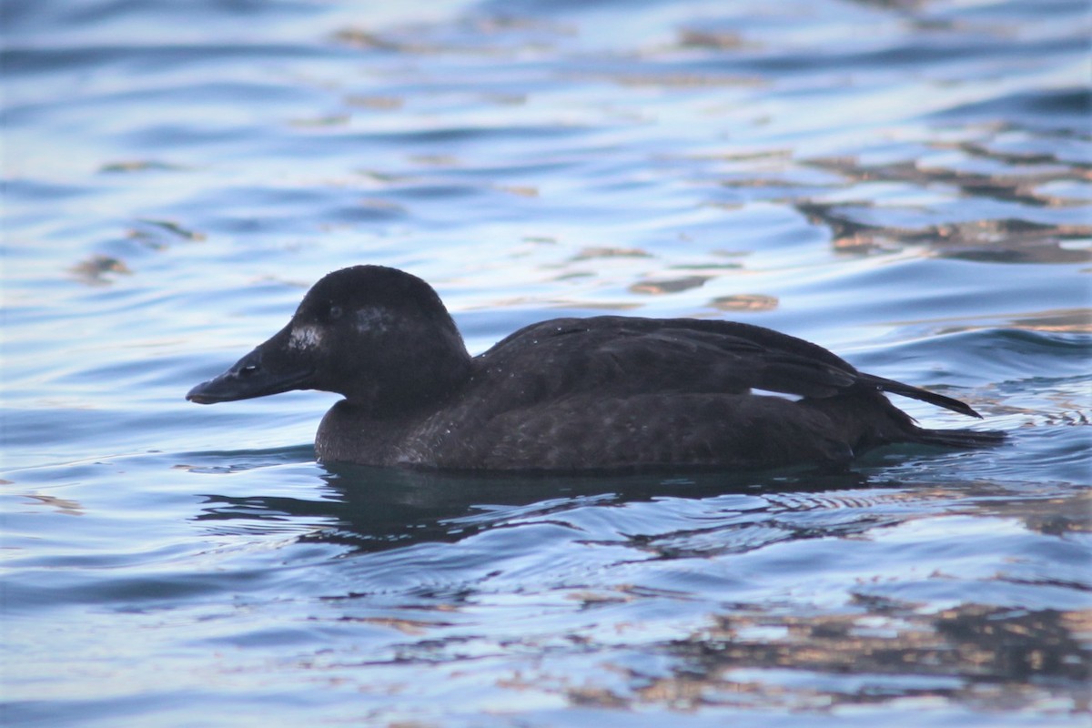 White-winged Scoter - ML310022381