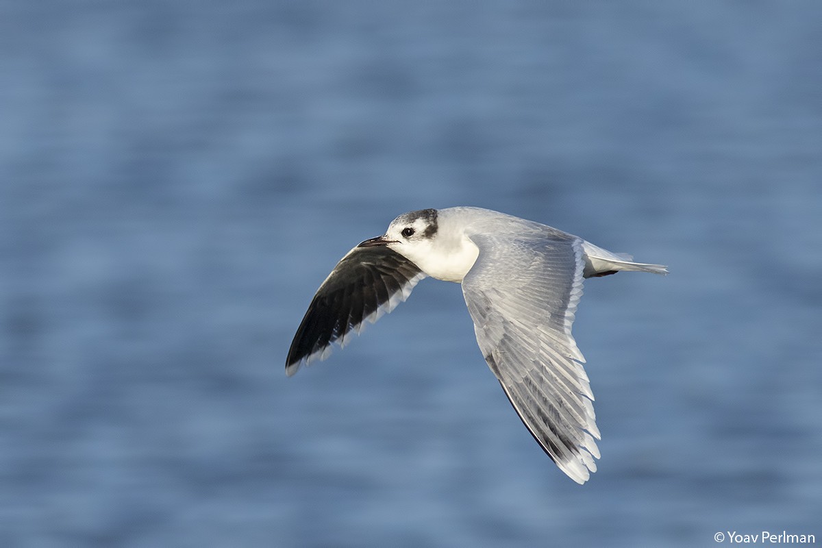 Little Gull - Yoav Perlman