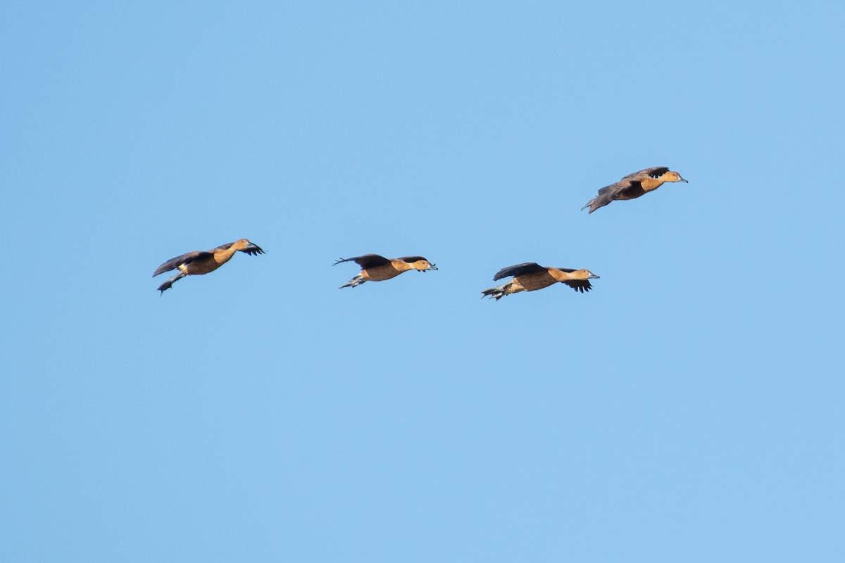 Fulvous Whistling-Duck - ML310023471