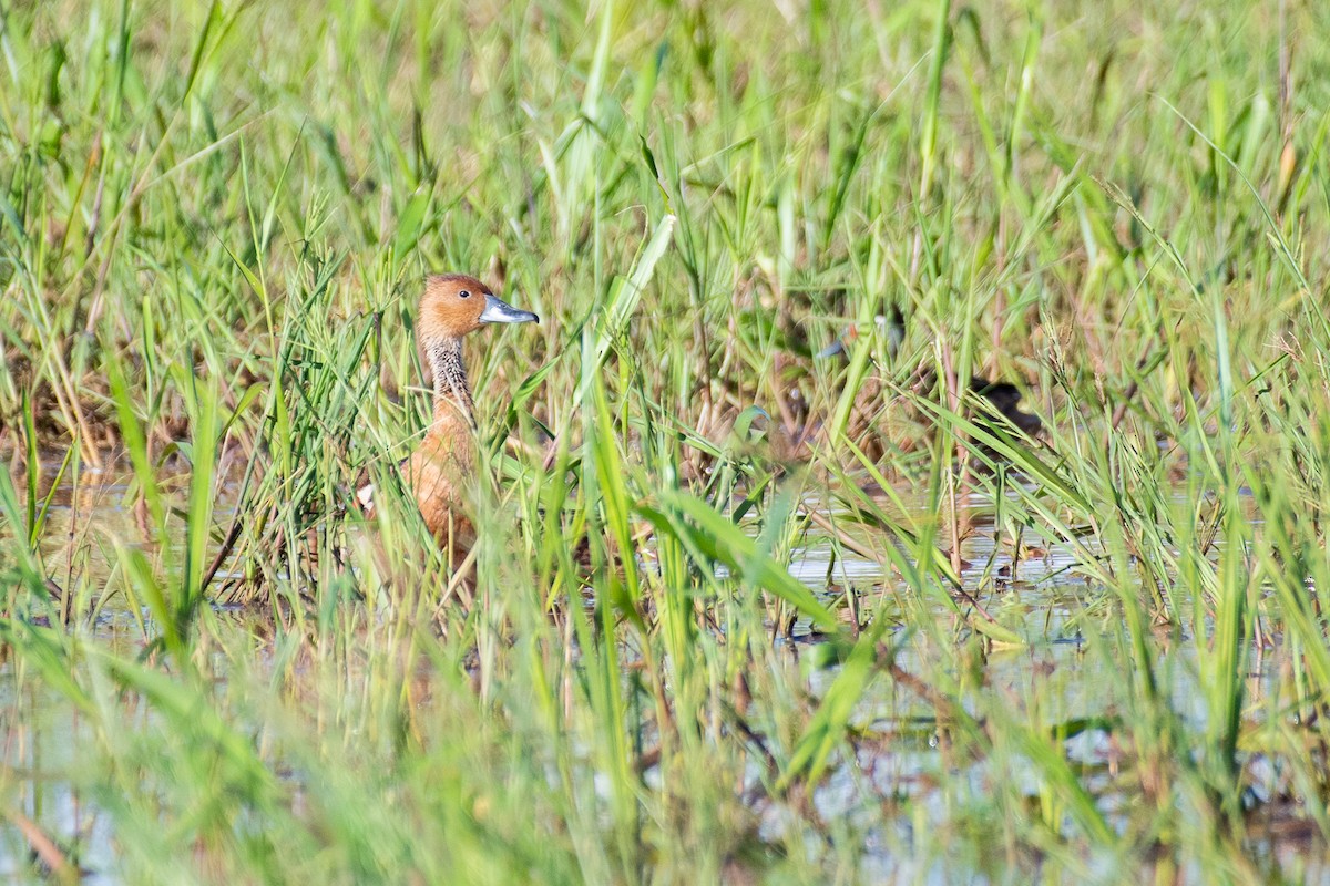 Fulvous Whistling-Duck - Giovan Alex