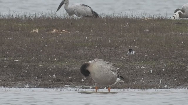 Bar-headed x Graylag Goose (hybrid) - ML310024091