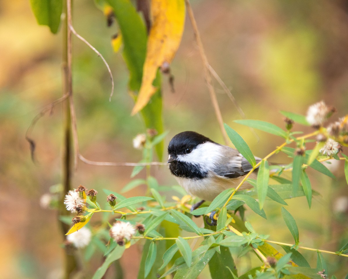 Black-capped Chickadee - ML310026021