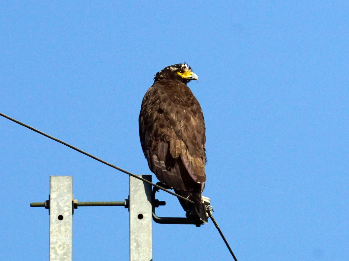 Crested Serpent-Eagle - Donnie Tsui