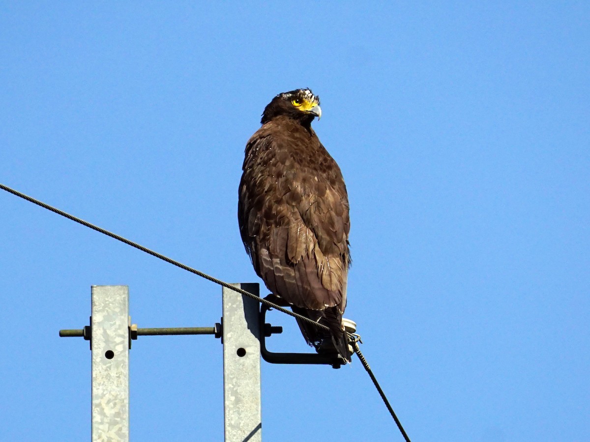 Haubenschlangenadler - ML310026391