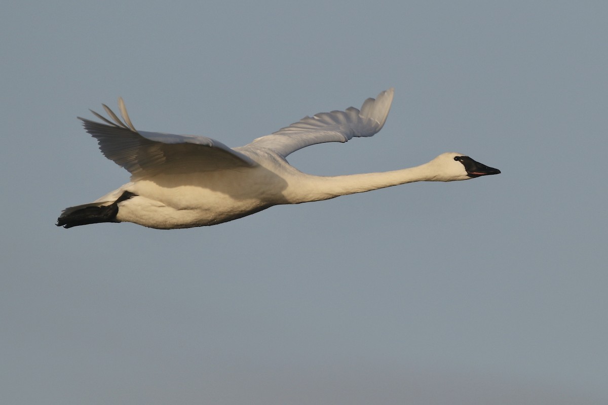 Tundra Swan - ML310027971