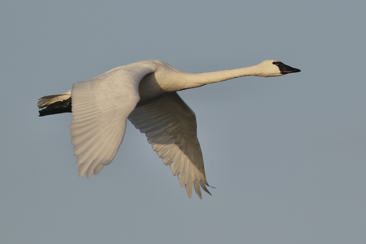 Tundra Swan - ML310027991