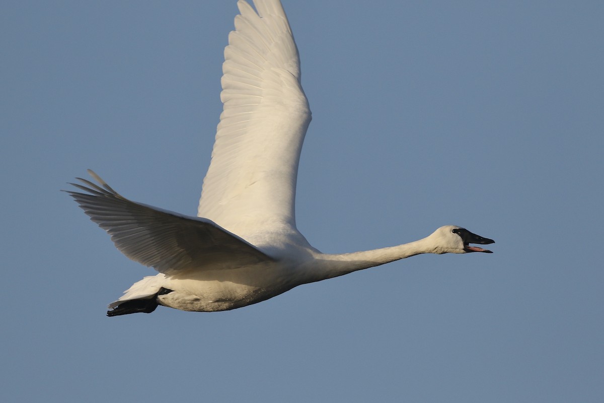 Cygne siffleur - ML310028051