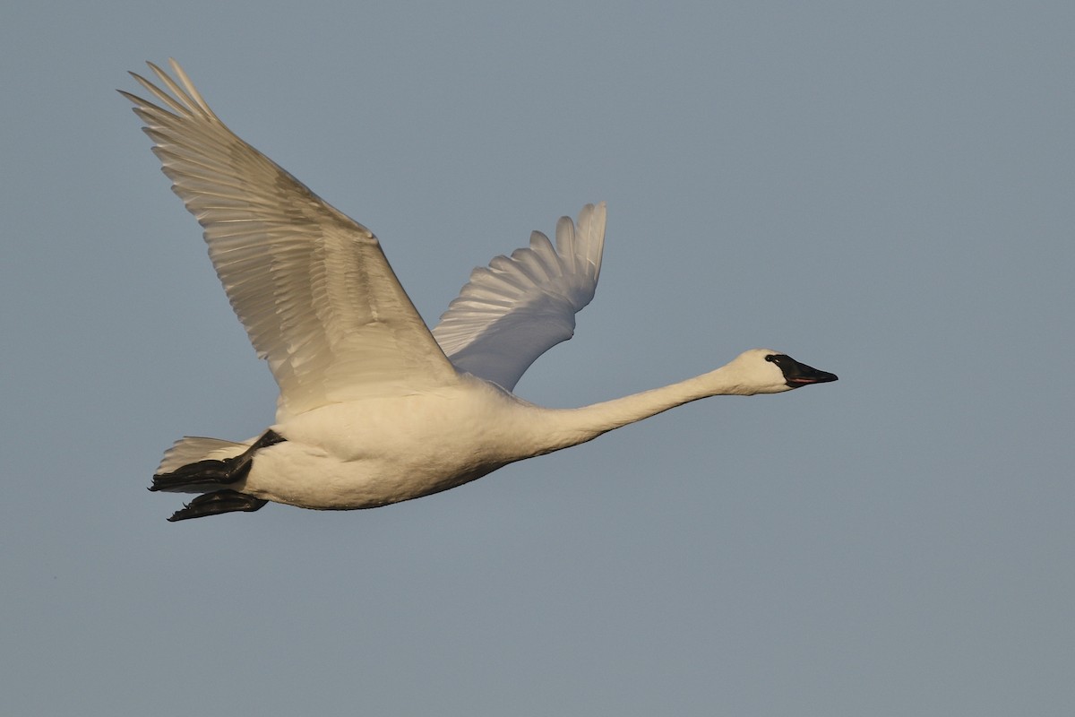 Cygne siffleur - ML310028221