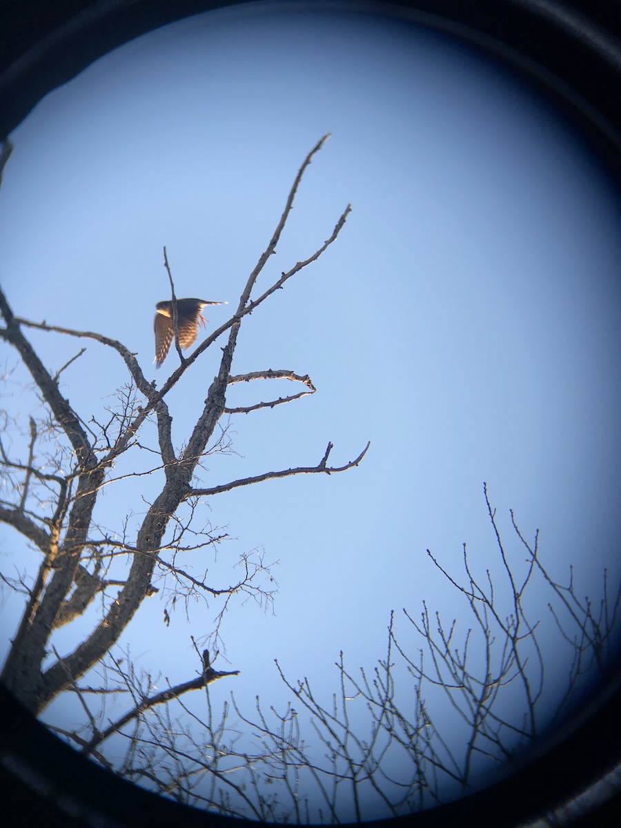 American Kestrel - ML310028251