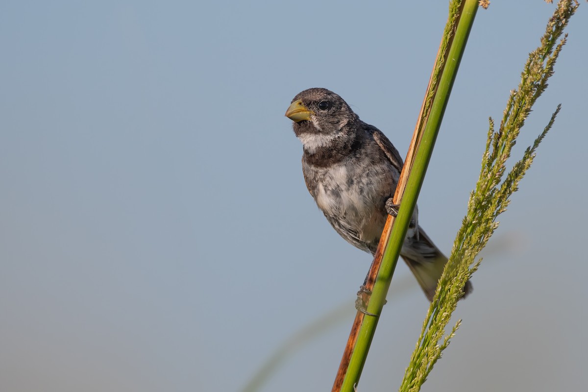 Double-collared Seedeater - ML310028271