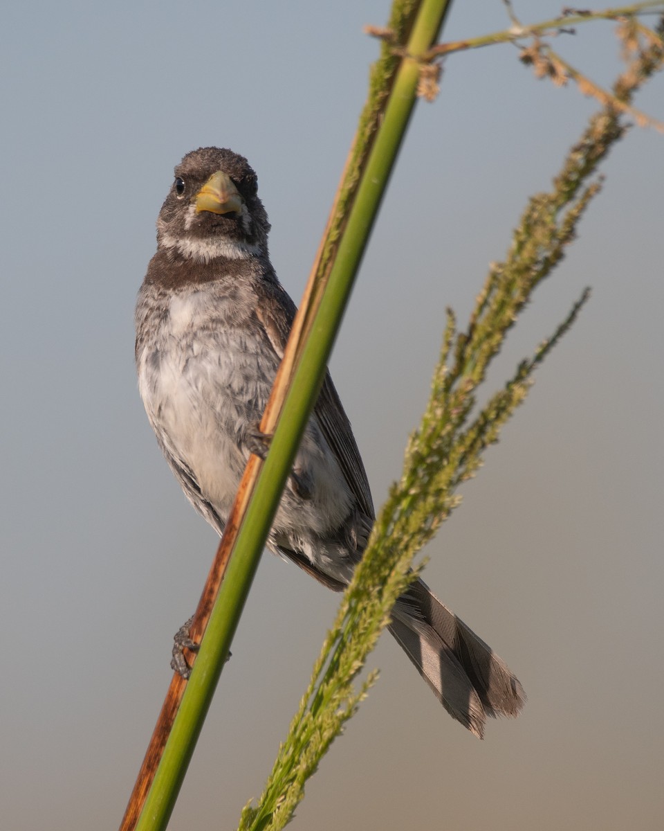 Double-collared Seedeater - ML310028301