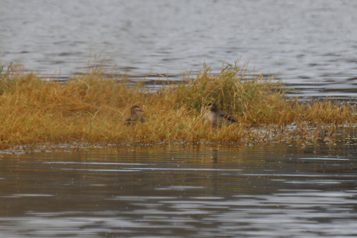 Red-billed Duck - ML31002831